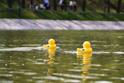 Rubber Duck River Race